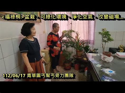 福 祿 桐擋煞|【福祿桐風水】揭曉福祿桐風水的秘密！完整解析禁忌。